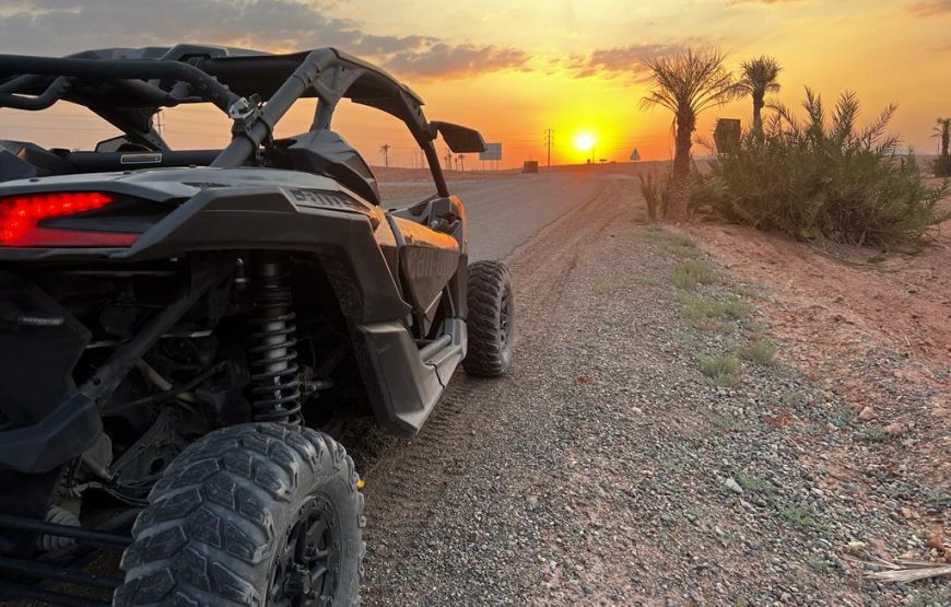 𝙏𝙤𝙪𝙧 𝘽𝙪𝙜𝙜𝙮 𝙋𝙖𝙡𝙢𝙚𝙧𝙖𝙞𝙚𝙨 𝙈𝙖𝙧𝙧𝙖𝙠𝙚𝙘𝙝